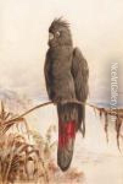 Australian Red-tailed Black Cockatoo Oil Painting - Henry Bright