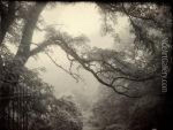 Trees In Fog, Belgium Oil Painting - Leonard Misonne
