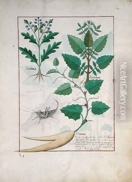 Illustration from the Book of Simple Medicines by Mattheaus Platearius d.c.1161 c.1470 37 Oil Painting - Robinet Testard