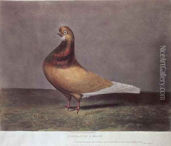 Portrait of a Beard Pigeon Oil Painting - D. Wolsenholme