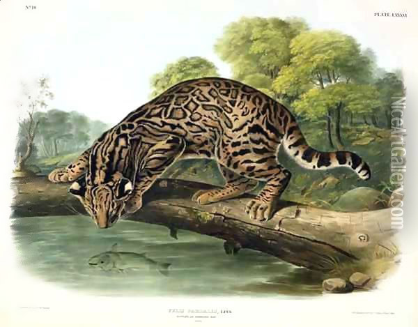 Felis Pardalis (Ocelot or Leopard-Cat) Oil Painting - John Woodhouse Audubon