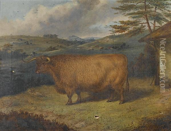 A Highland Steer Oil Painting - Richard Whitford