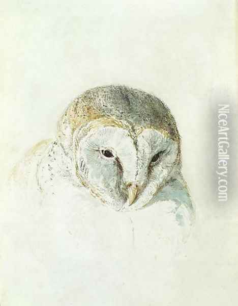 White Barn Owl, from The Farnley Book of Birds, c.1816 Oil Painting - Joseph Mallord William Turner
