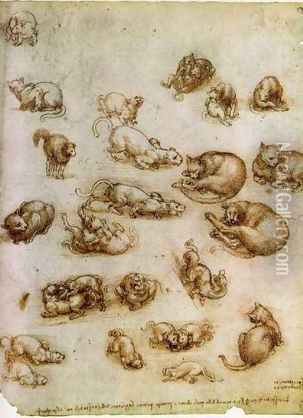 Study of Cat Movements and Position 1517-18 Oil Painting - Leonardo Da Vinci