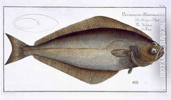 Halibut Pleuronectes Hippoglossus Oil Painting - Andreas-Ludwig Kruger