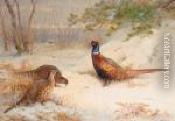 Winter Dawn Pheasants In The Snow Oil Painting - Archibald Thorburn