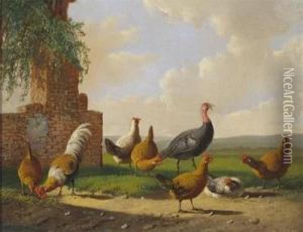 Chickens And A Turkey By A Ruin Oil Painting - Albertus Verhoesen