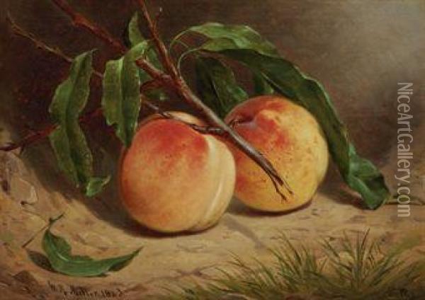Study Of Peaches From Nature Oil Painting - William Rickarby Miller