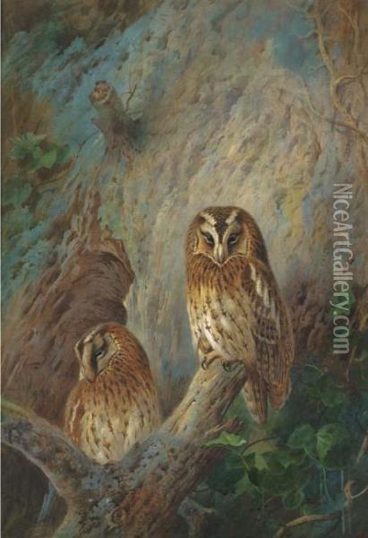 Tawny Owls Oil Painting - Archibald Thorburn
