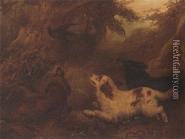 Spaniels Flushing Out A Pheasant Oil Painting - Albert Clark