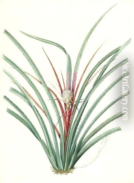 Asparagus Amarus, Wild Asparagus Oil Painting - Pierre-Joseph Redoute