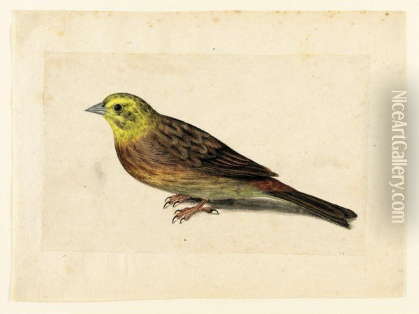 Study Of A Yellowhammer Oil Painting - Jacques (de Morgues) Le Moyne