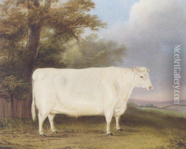 A Prize Shorthorn Heifer In A Landscape Oil Painting - James Blazedy