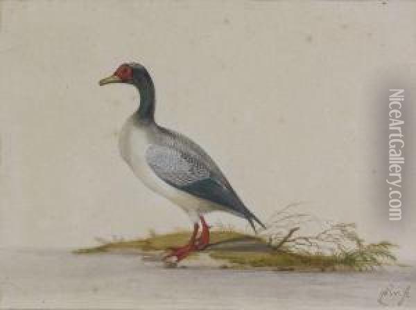 Dendrocygne Oil Painting - Pieter Withoos
