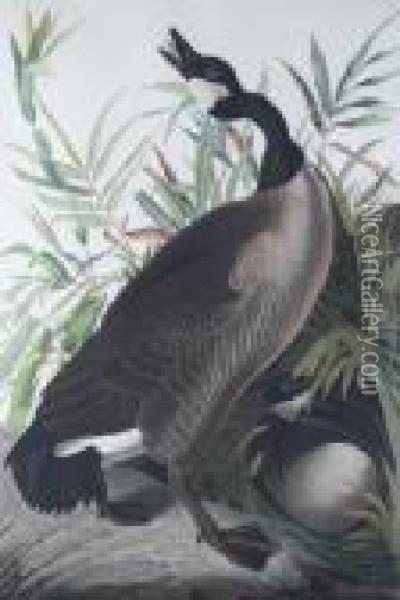 Canada Goose, Pl. Cci (from Birds Of America) Oil Painting - John James Audubon
