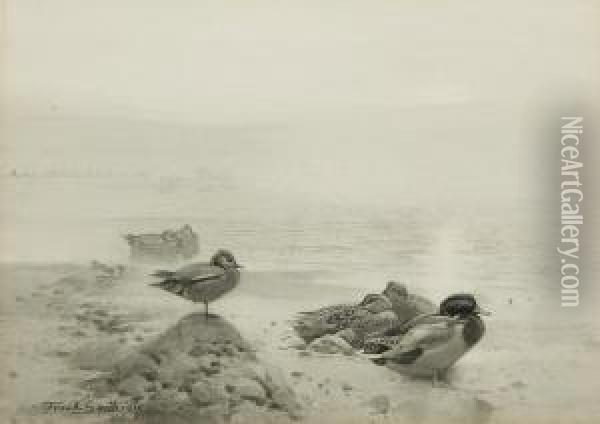 Wild Duck & Teal: The Morning Sunbanksthrough The Mist Oil Painting - Frank Southgate