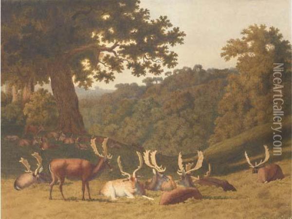 Stags And Hinds Resting In A Parkland Landscape Oil Painting - Robert Hills