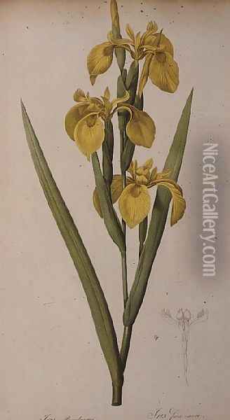 Iris Pseudacorus, from Les Liliacees Oil Painting - Pierre-Joseph Redoute