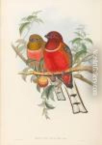 A Monograph Of The Trogonidae, Or Trogons, Part 1 And 2 Only (of 4) Oil Painting - John H. Gould