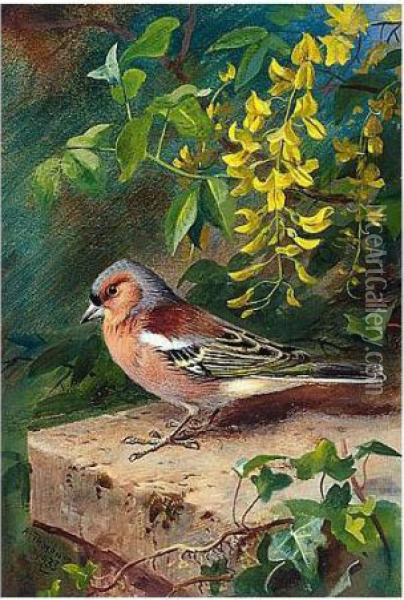 Chaffinch Oil Painting - Archibald Thorburn