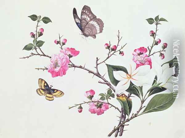 Japonica, Magnolia and Butterflies Oil Painting - Anonymous Artist