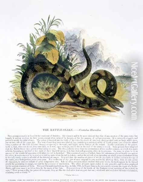 The Rattle-Snake (Crotalus horridus) educational illustration pub. by the Society for Promoting Christian Knowledge, 1843 Oil Painting - Josiah Wood Whymper