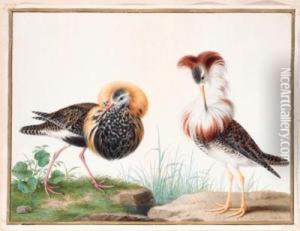 Deux Chevaliers Combattants - Two Male Ruffs - Philomachus Pugnax Oil Painting - Nicolas Robert