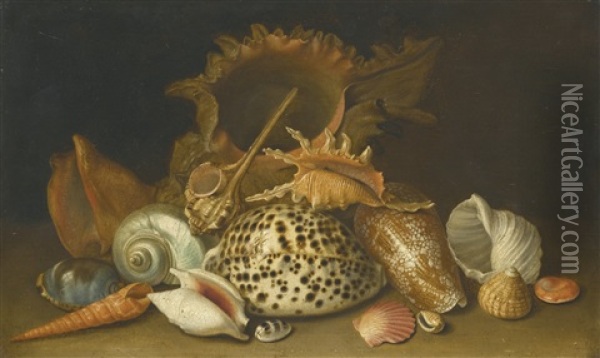 Still Life Of Sea Shells Oil Painting - Antoine Berjon