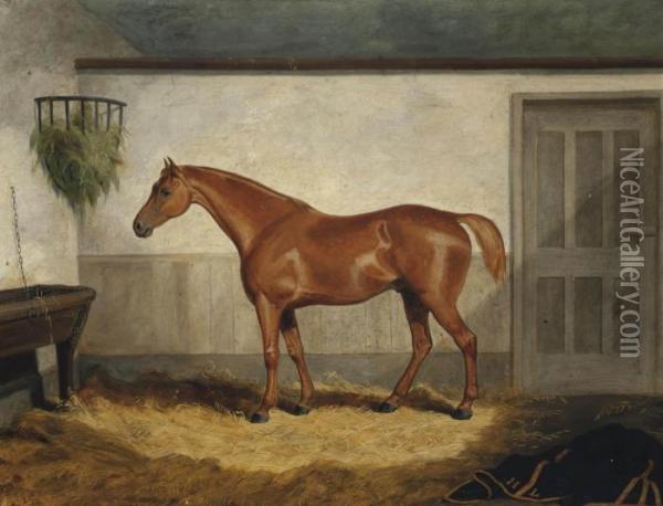 Leeds, A Chestnut Hunter In A Loose Box Oil Painting - Jacob Thompson