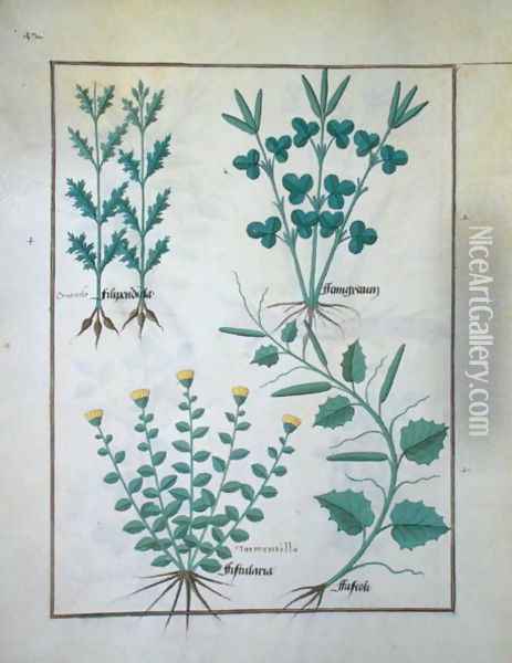 Top row- Filipendula. Bottom row- Fistularia and Faseolus, illustration from The Book of Simple Medicines, by Mattheaus Platearius d.c.1161 c.1470 Oil Painting - Robinet Testard