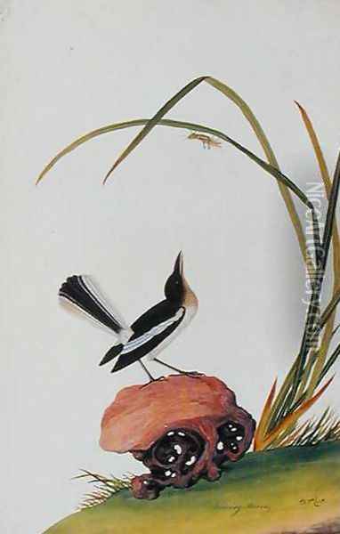 Boorong Mooray, from 'Drawings of Birds from Malacca', c.1805-18 Oil Painting - Anonymous Artist