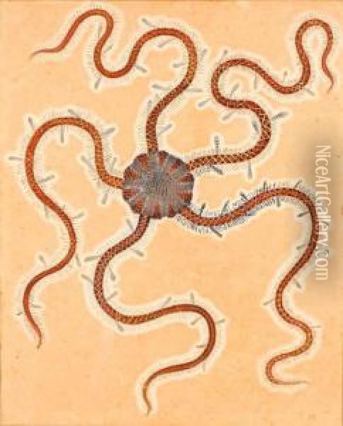 Sea Starfish Oil Painting - Walter Spies