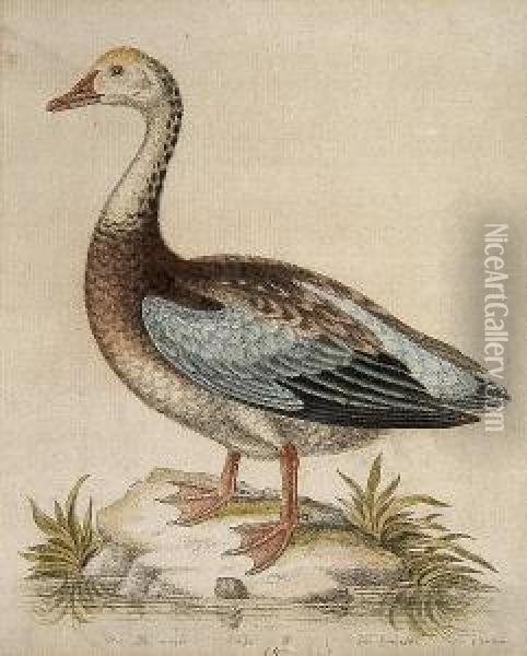 The Blue-winged Goose Oil Painting - George Edwards