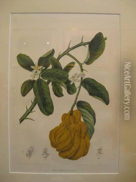 Fleurs, Fruits Et Feullages Oil Painting - Bertha Hoola Van Nooten