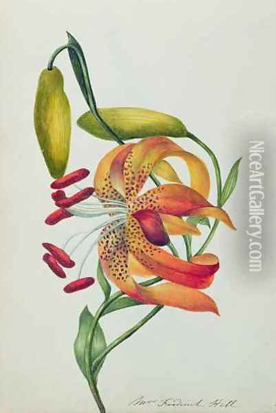 Tiger Lily Oil Painting - Mrs Frederick Hill