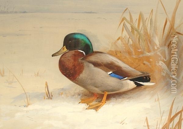 Mallard Duck Oil Painting - Archibald Thorburn