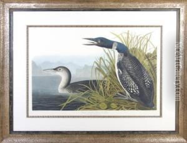 Great Northern Diver Or Loon Oil Painting - John James Audubon