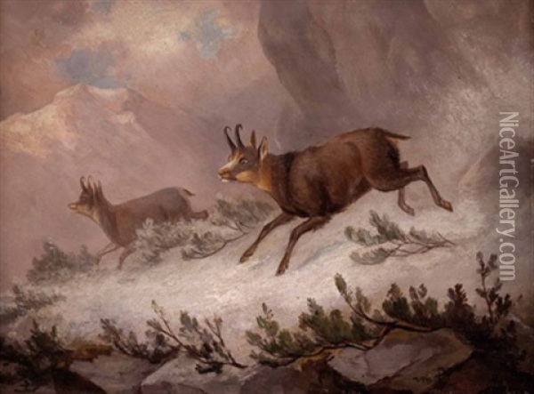 Zwei Gamsen Im Hochgebirge Oil Painting - Franz Xaver von Pausinger