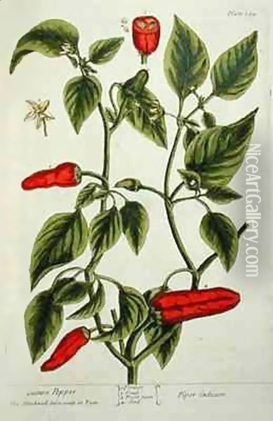 Guinea Pepper, plate 129 from 'A Curious Herbal' Oil Painting - Elizabeth Blackwell