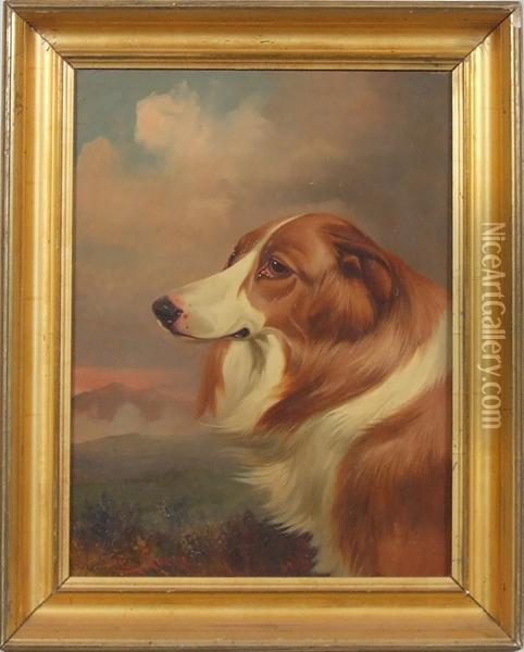 Portrait Of A Collie Dog Oil Painting - Colin Graeme Roe
