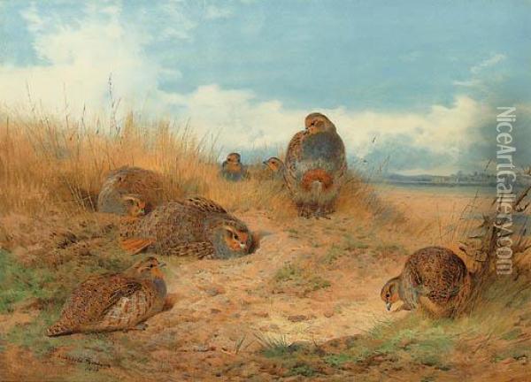 Basking In The Noonday Sun: A Covey Of Grey Partridge Oil Painting - Archibald Thorburn