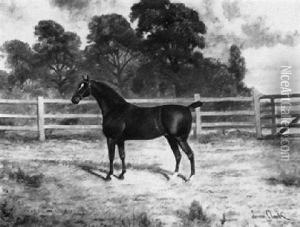 A Dark Bay Stallion In A Paddock Oil Painting - James Clark
