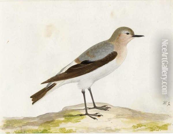A Wheatear Oil Painting - Pieter the Younger Holsteyn