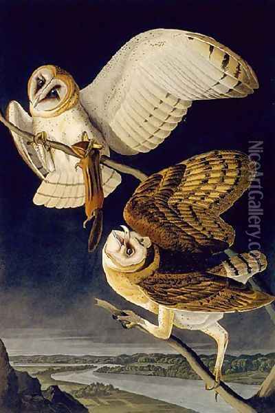 Barn Owl Oil Painting - John James Audubon