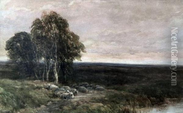 Flock Of Sheep In A Moorland Landscape With Trees To Left Foreground Oil Painting - Edmund Morison Wimperis
