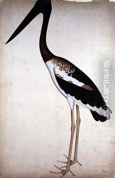 Blacknecked Stork, Xenorhynchus Asiaticus, painted for Lady Impey at Calcutta, c.1780 Oil Painting - Zain ud-Din Shaikh