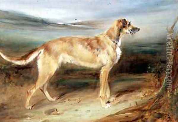 A Scottish Deerhound Oil Painting - Charles Hancock