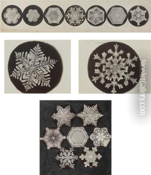 Selected Images Of Snowflakes Oil Painting - Wilson Alwyn Bentley