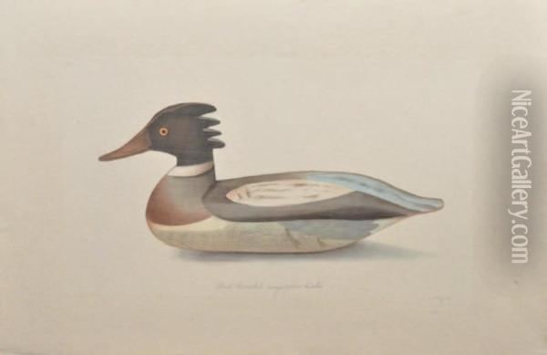 Canard Oldsguan Et Wood Duck Oil Painting - Louis Lafitte