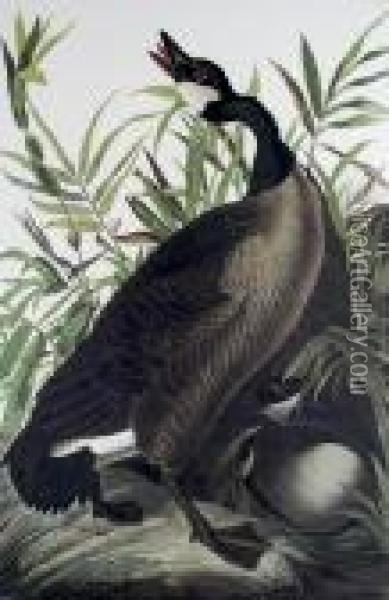Canada Goose Oil Painting - John James Audubon